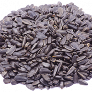 Sunflower Seeds Free PNG Image