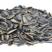 Sunflower Seeds PNG