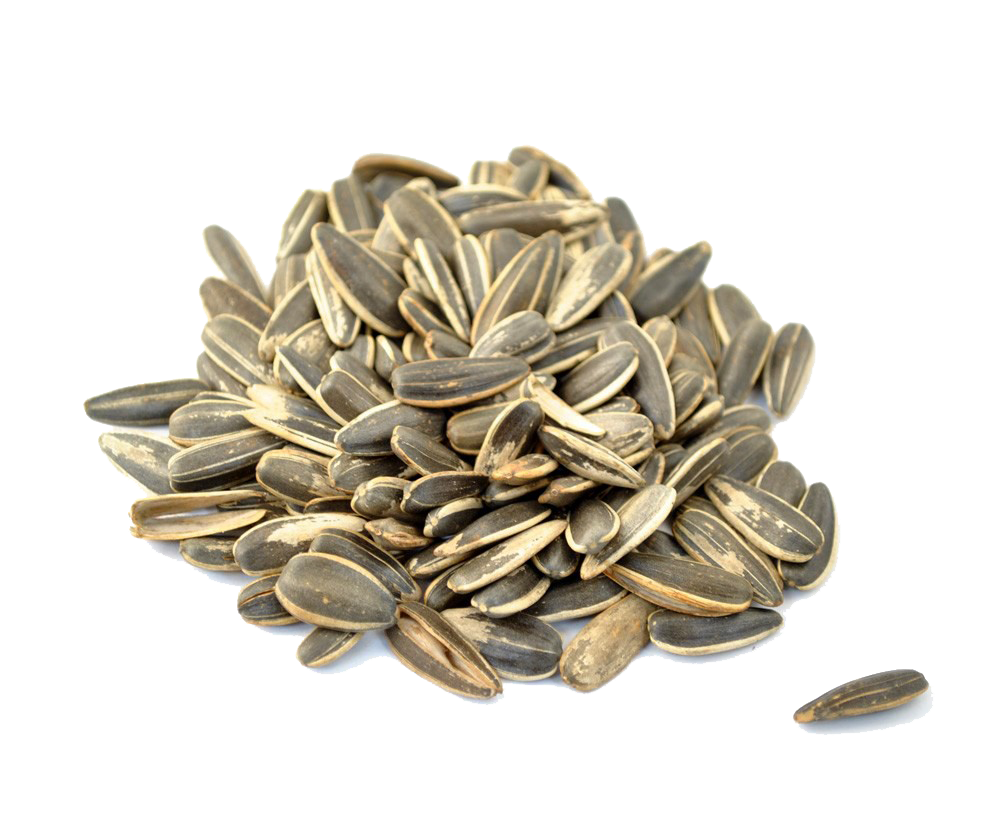 Sunflower Seeds PNG Picture