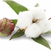 Cotton Download PNG