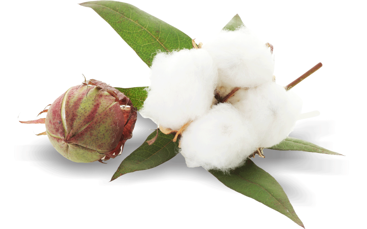 Cotton Download PNG