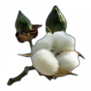 Cotton Free PNG Image