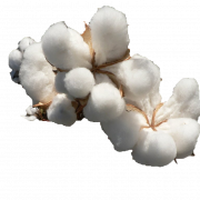 Cotton PNG File Download Free