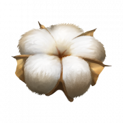 Cotton PNG Picture