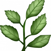 Herb Png Clipart