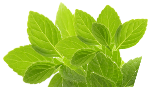 Herb Png Photo