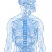 clipart body png