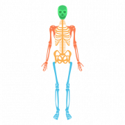 Körper PNG Bild