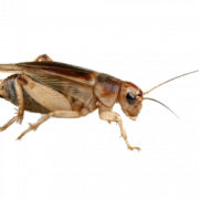 حشرات الكريكيت عالية الجودة PNG