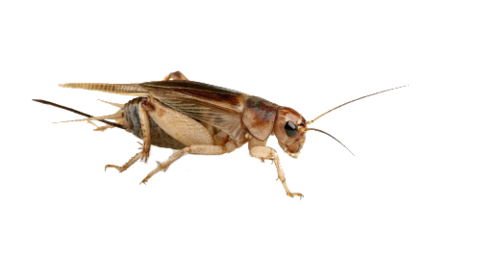 Cricket insecten hoogwaardige PNG