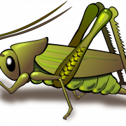 Cricket -insect PNG