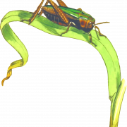 Cricket insect png clipart
