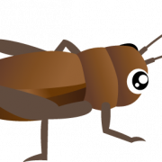 Cricket Insect PNG -bestand