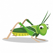 Cricket -insect PNG -afbeelding