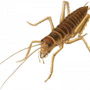 Imagens PNG de insetos de críquete