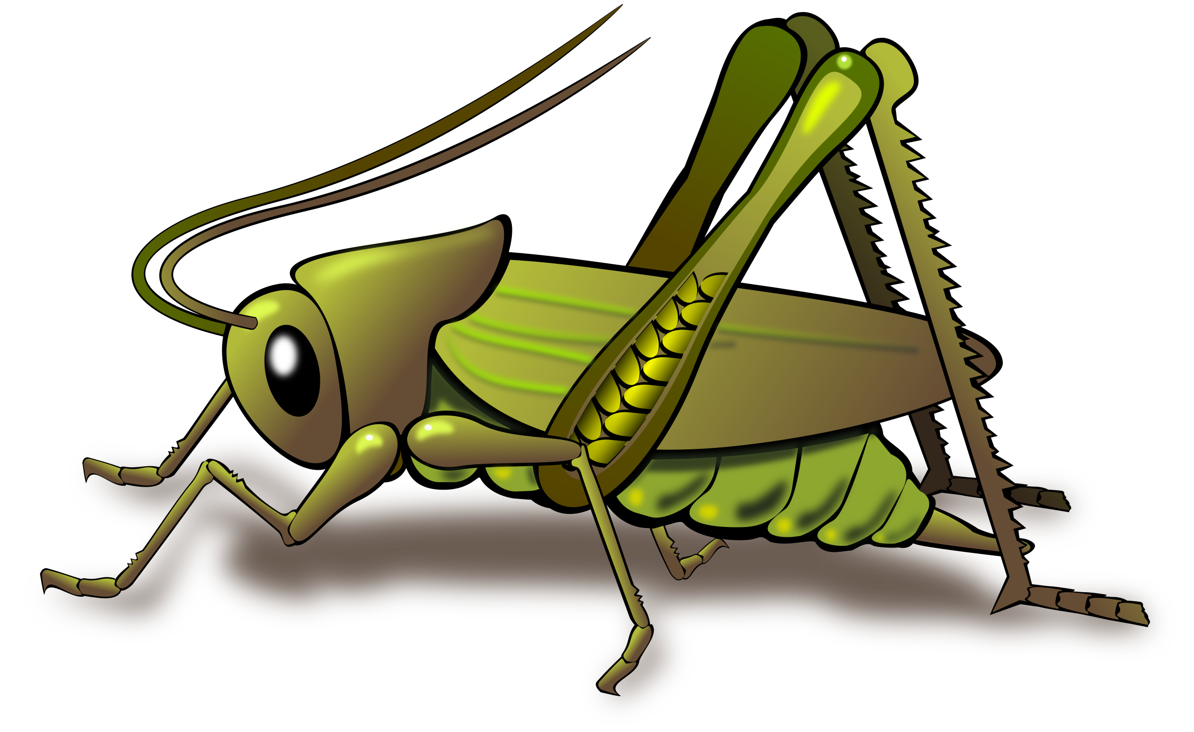 Cricket Insect PNG