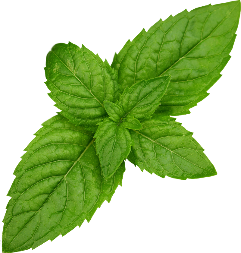 Mint Free Download PNG