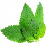 Mint Free PNG Image