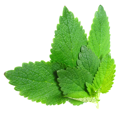 Mint Free PNG Image