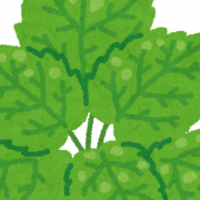 Mint PNG Picture