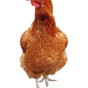 Gallina scarica png