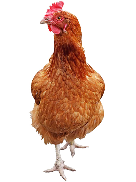 Gallina scarica png