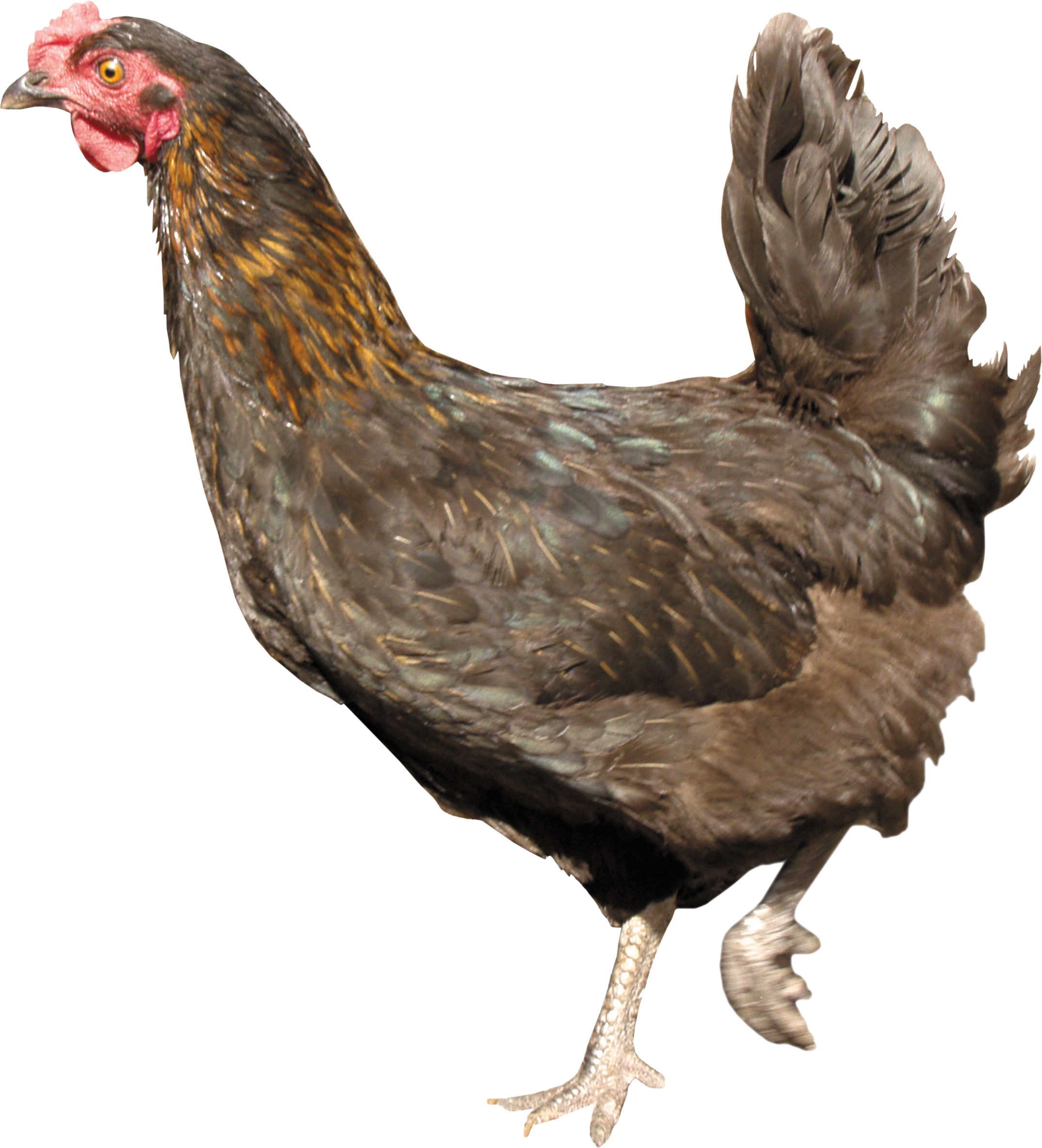 Hen Free Download PNG