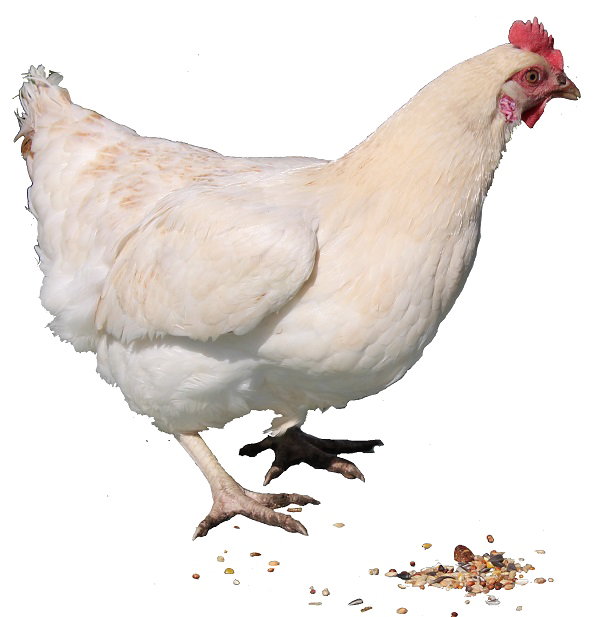 Hen Free PNG Image
