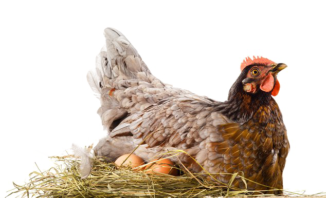 Hen PNG File Download Free