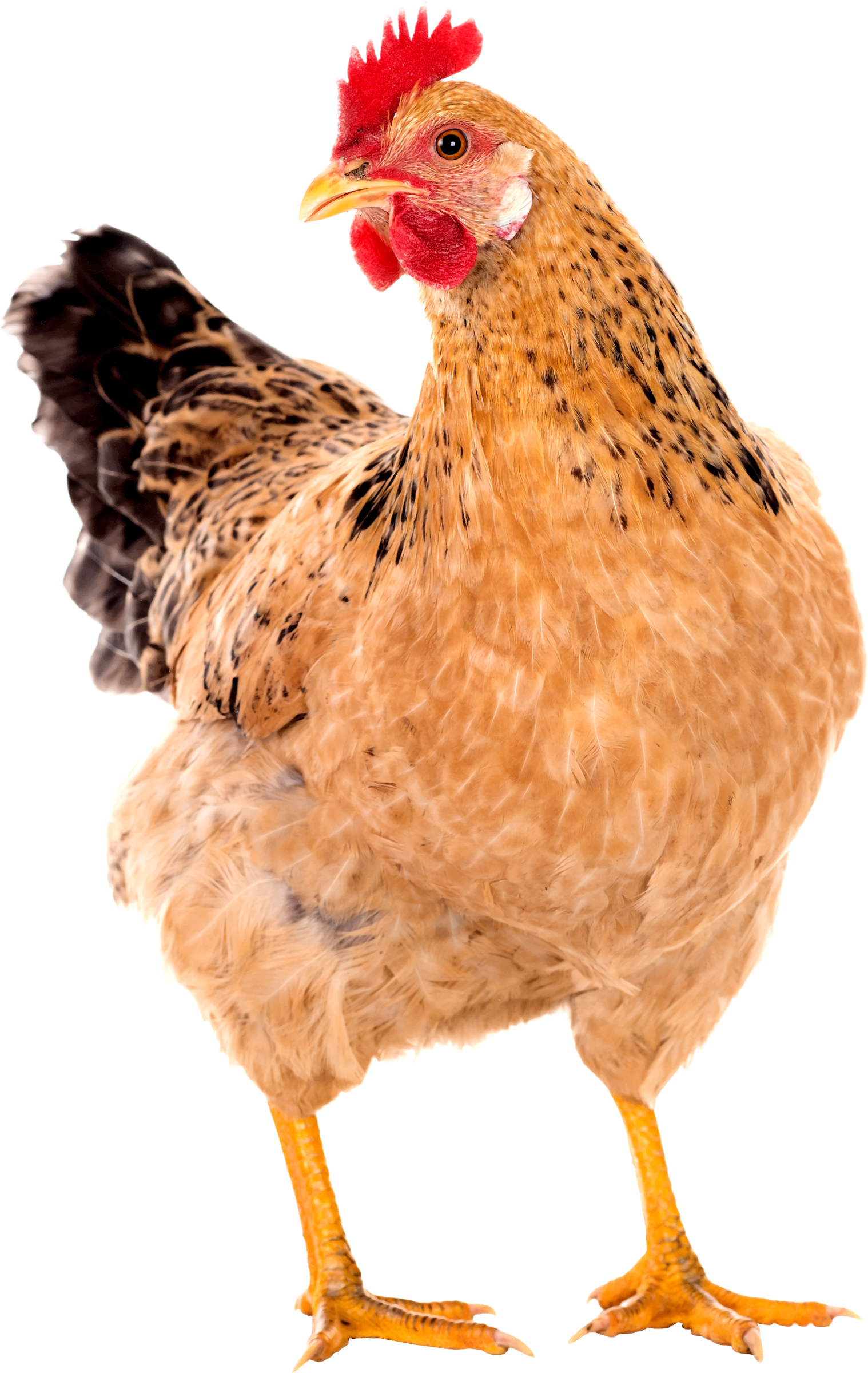 Hen PNG Images