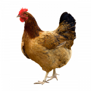 Hen Png Pic