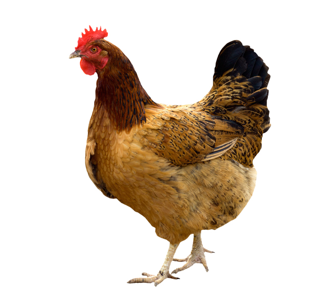Hen PNG Pic