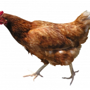 Hen Png Picture