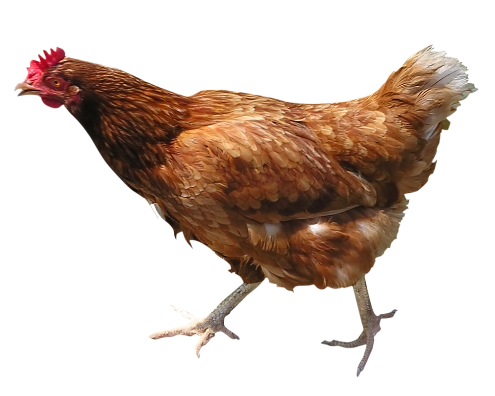 Hen PNG Picture