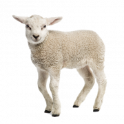 Lamb Download gratuito PNG