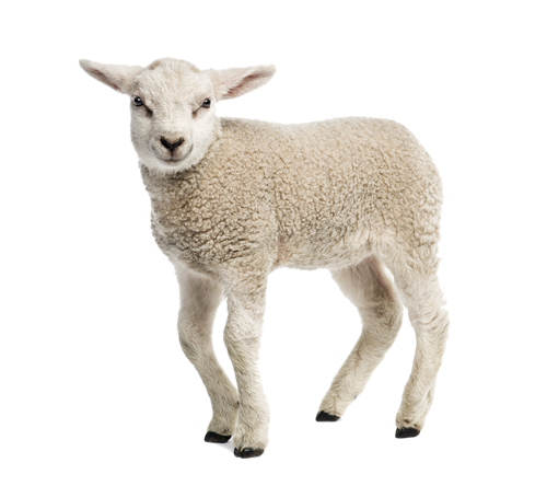 Lamb download grátis png