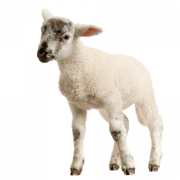 Lamb gratis PNG -afbeelding