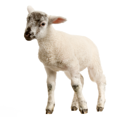 Immagine PNG gratuita di agnello