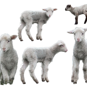 Lamb High Quality PNG