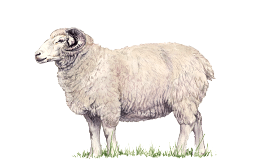 Lamb PNG Image