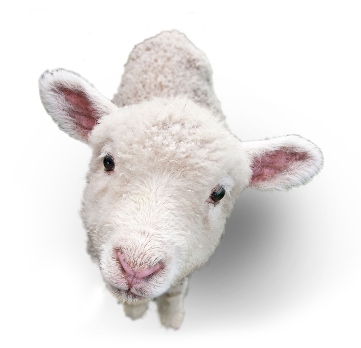 Lamb PNG Picture
