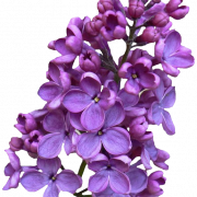 Lilas PNG