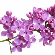 Lilac PNG Clipart