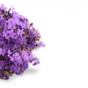 Lilac PNG -bestand