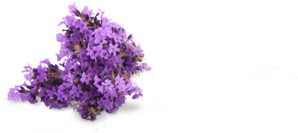 Lilac PNG File