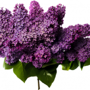 Lilac PNG ดาวน์โหลดฟรี