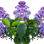 Lilac PNG HD -afbeelding