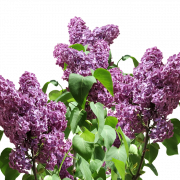 Lilac png png