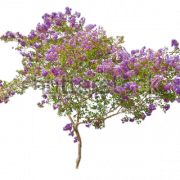 Lilac transparant
