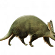 Aardvark Background PNG Image